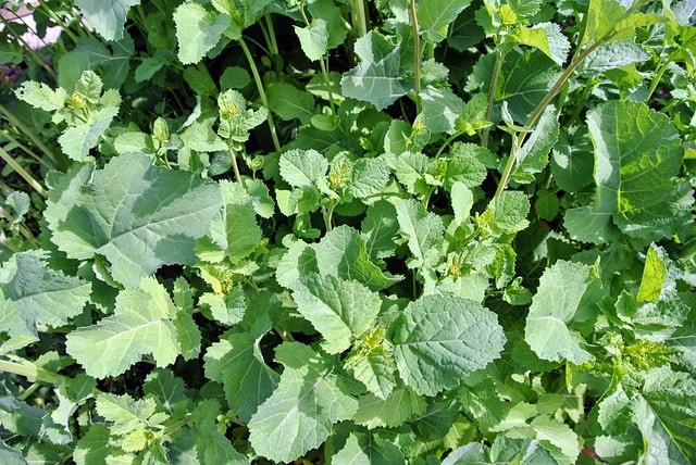 что посадить после чеснока