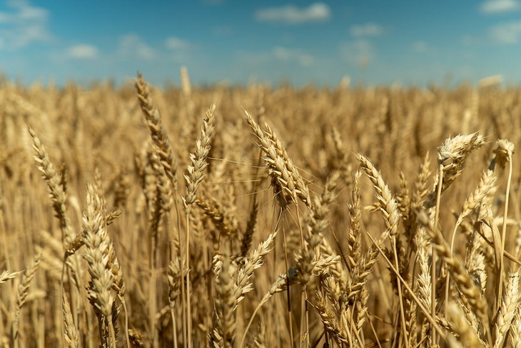 донагро земельный банк