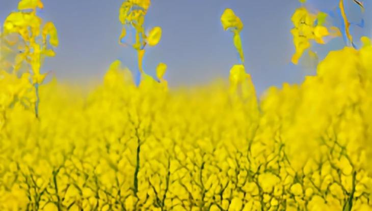 Опаснейший карантинный объект выявили сотрудники Ростовского Россельхознадзора в партии рапса Опаснейший карантинный объект выявили сотрудники Ростовского Россельхознадзора в партии рапса - фото