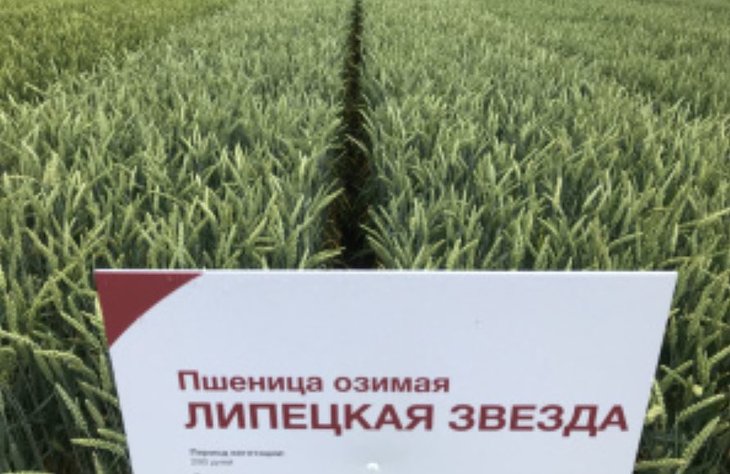 Липецкая звезда и другие высокопродуктивные сорта российской пшеницы плюс тритикале Липецкая звезда и другие высокопродуктивные сорта российской пшеницы плюс тритикале - фото