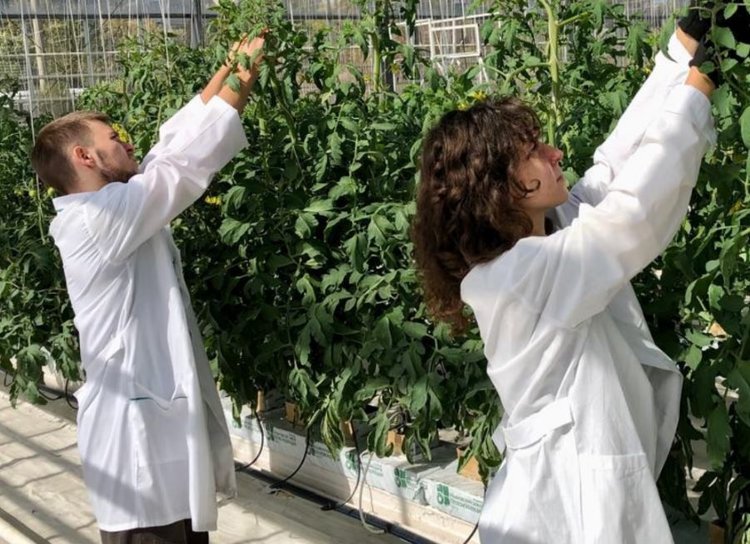 В тепличном-оранжерейном комплексе СтГАУ собирают урожай гибридов огурца корнишонного типа В тепличном-оранжерейном комплексе СтГАУ собирают урожай гибридов огурца корнишонного типа - фото