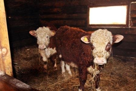 разведение герефордов