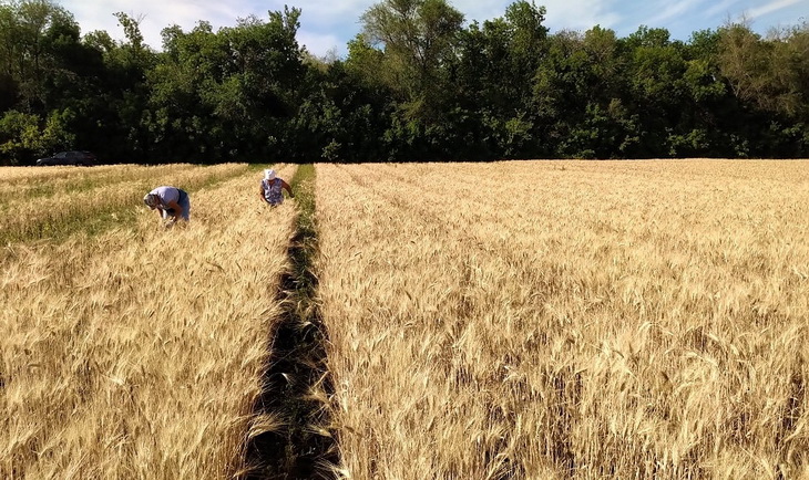 озимая пшеница кошелевская