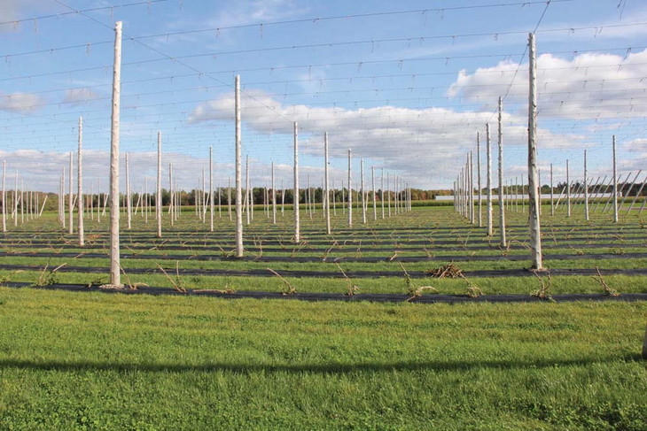 выращивание хмеля на опорах