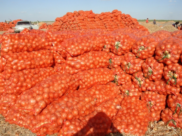 Купить Репчатый Лук Оптом В Калининграде